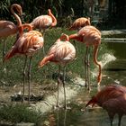 Flamingos