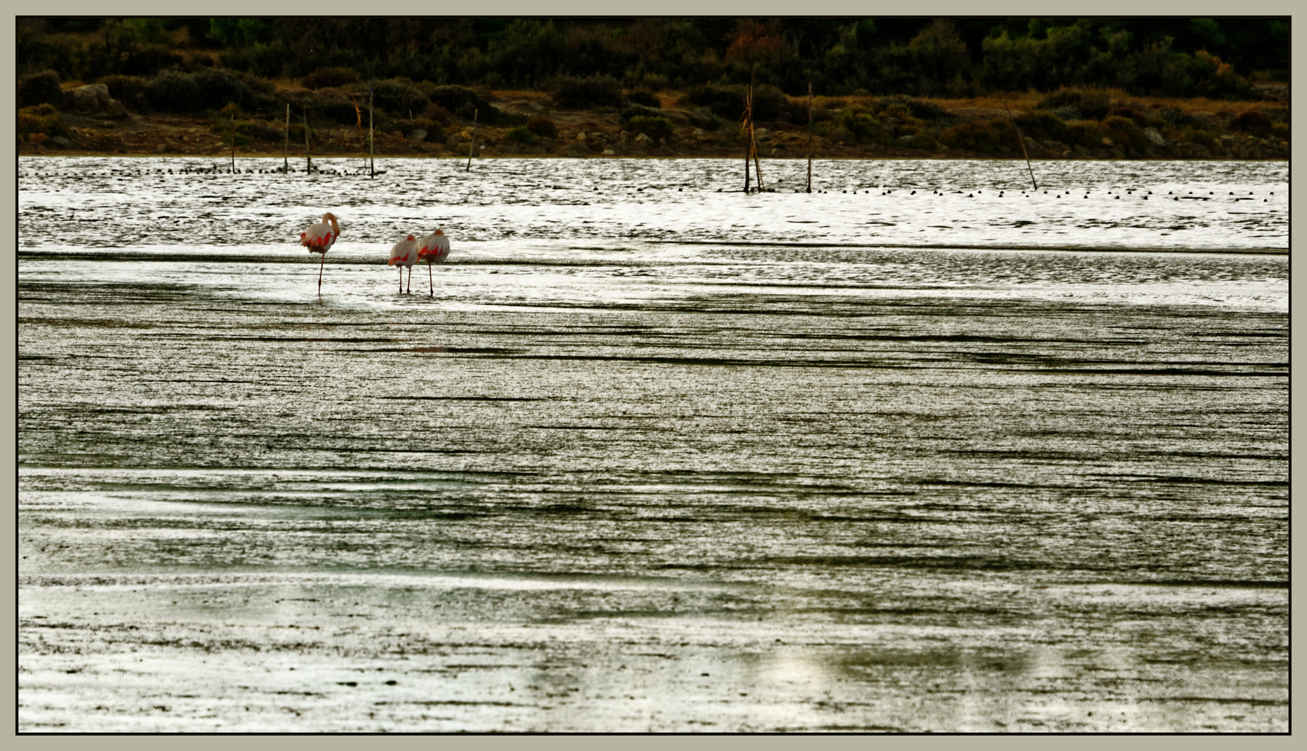 Flamingos