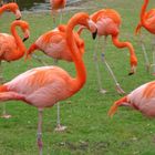 Flamingos