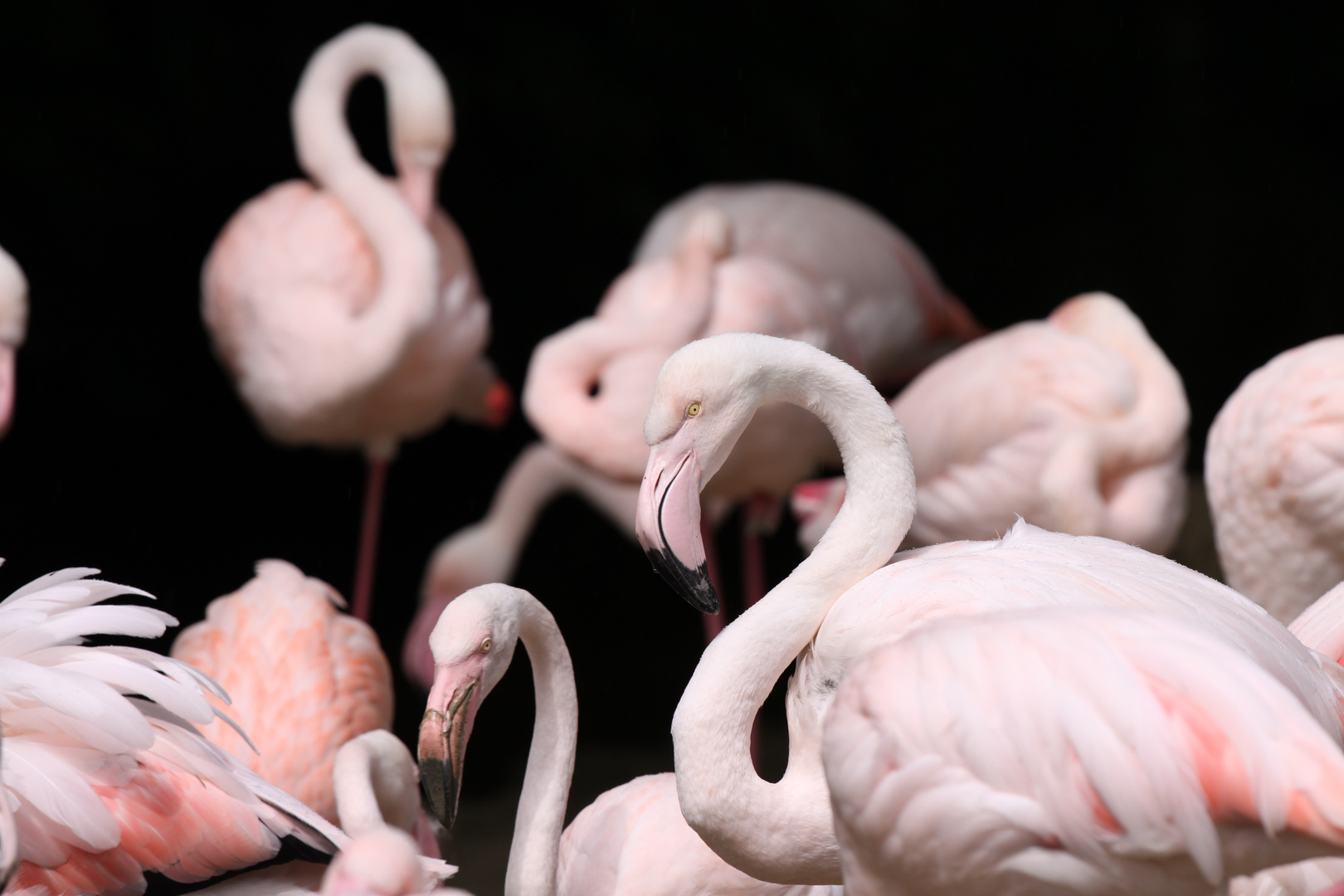 Flamingos