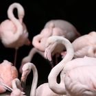 Flamingos