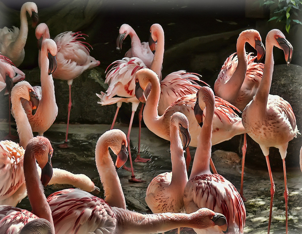 Flamingos