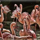 Flamingos