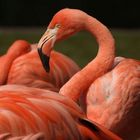 Flamingos