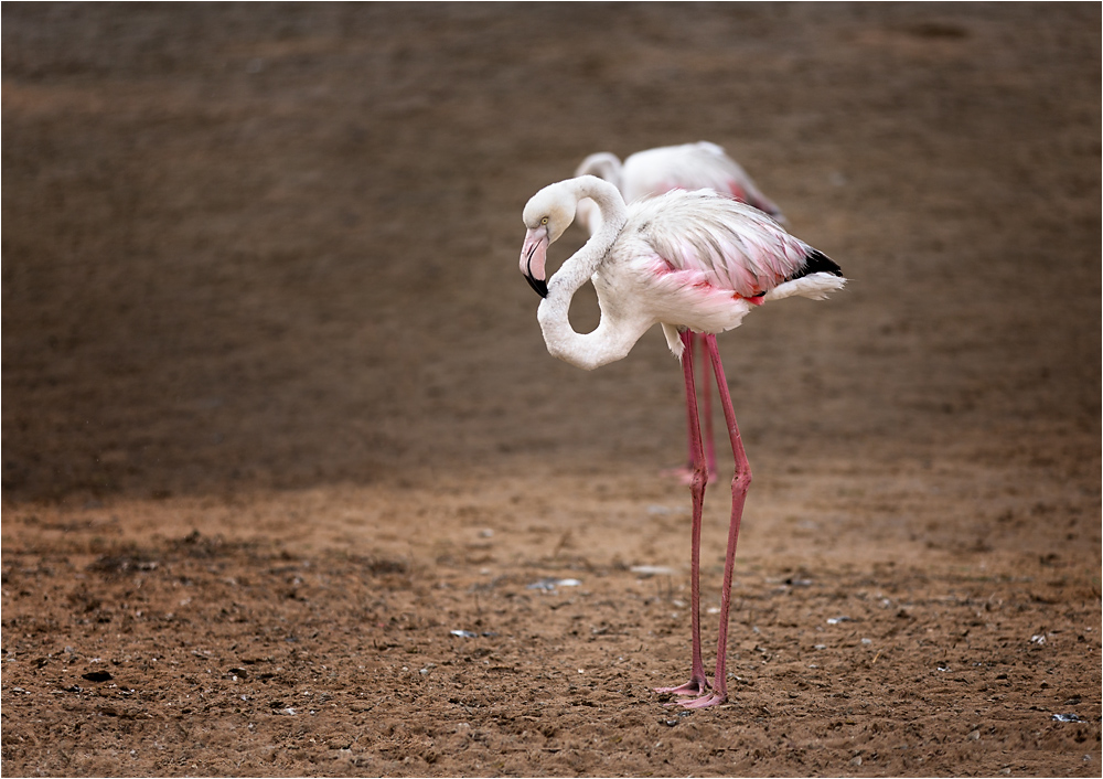 Flamingos