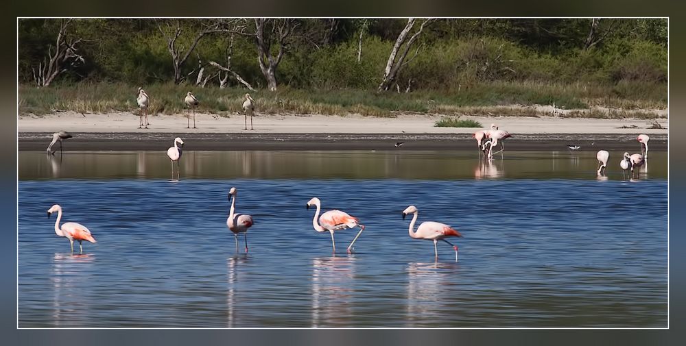 Flamingos