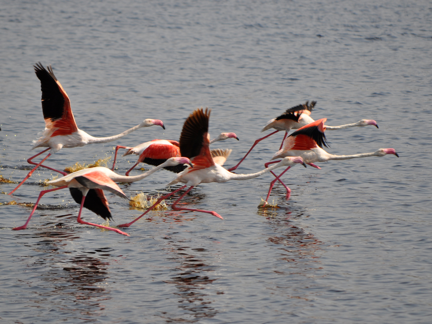 flamingos