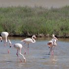 Flamingos