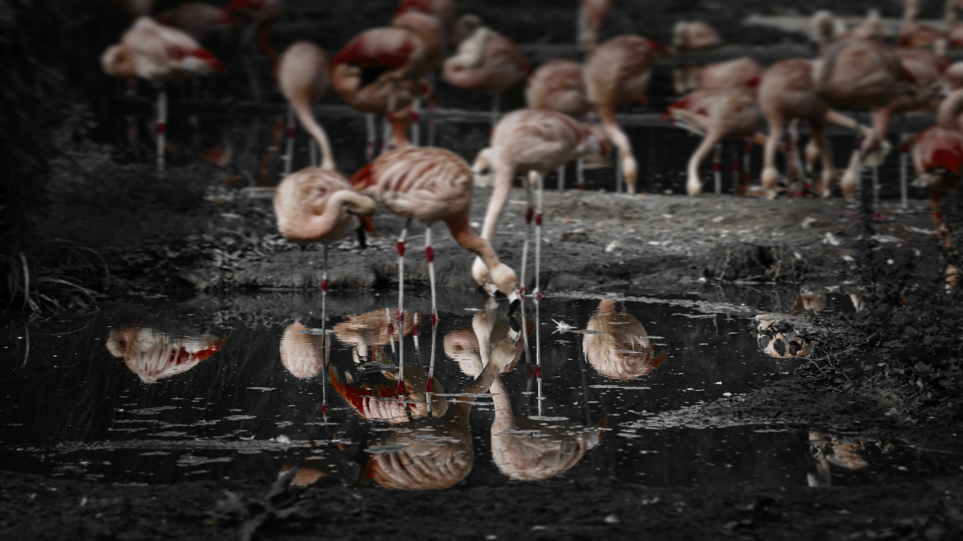 Flamingos