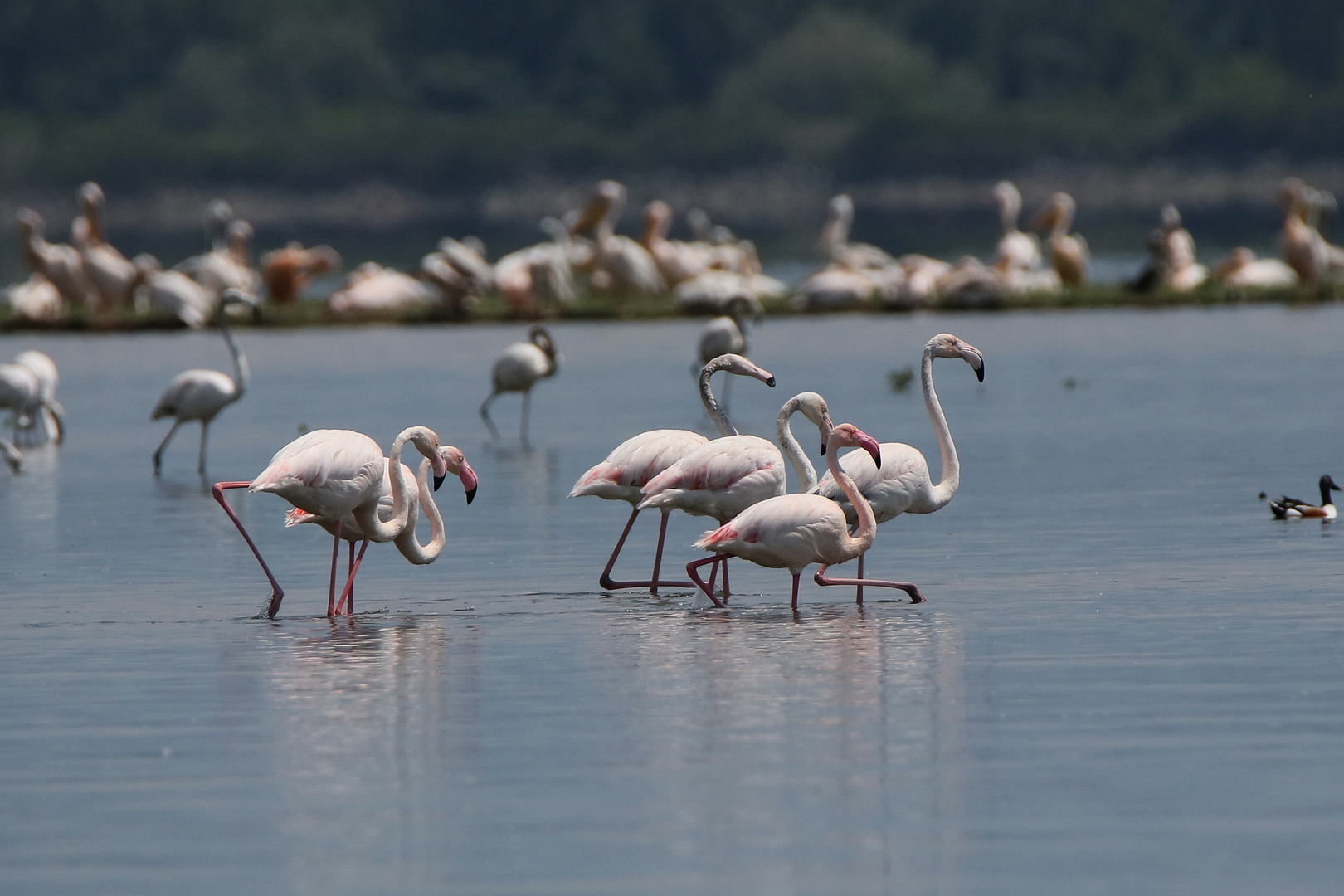 Flamingos