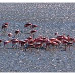 FLAMINGOS