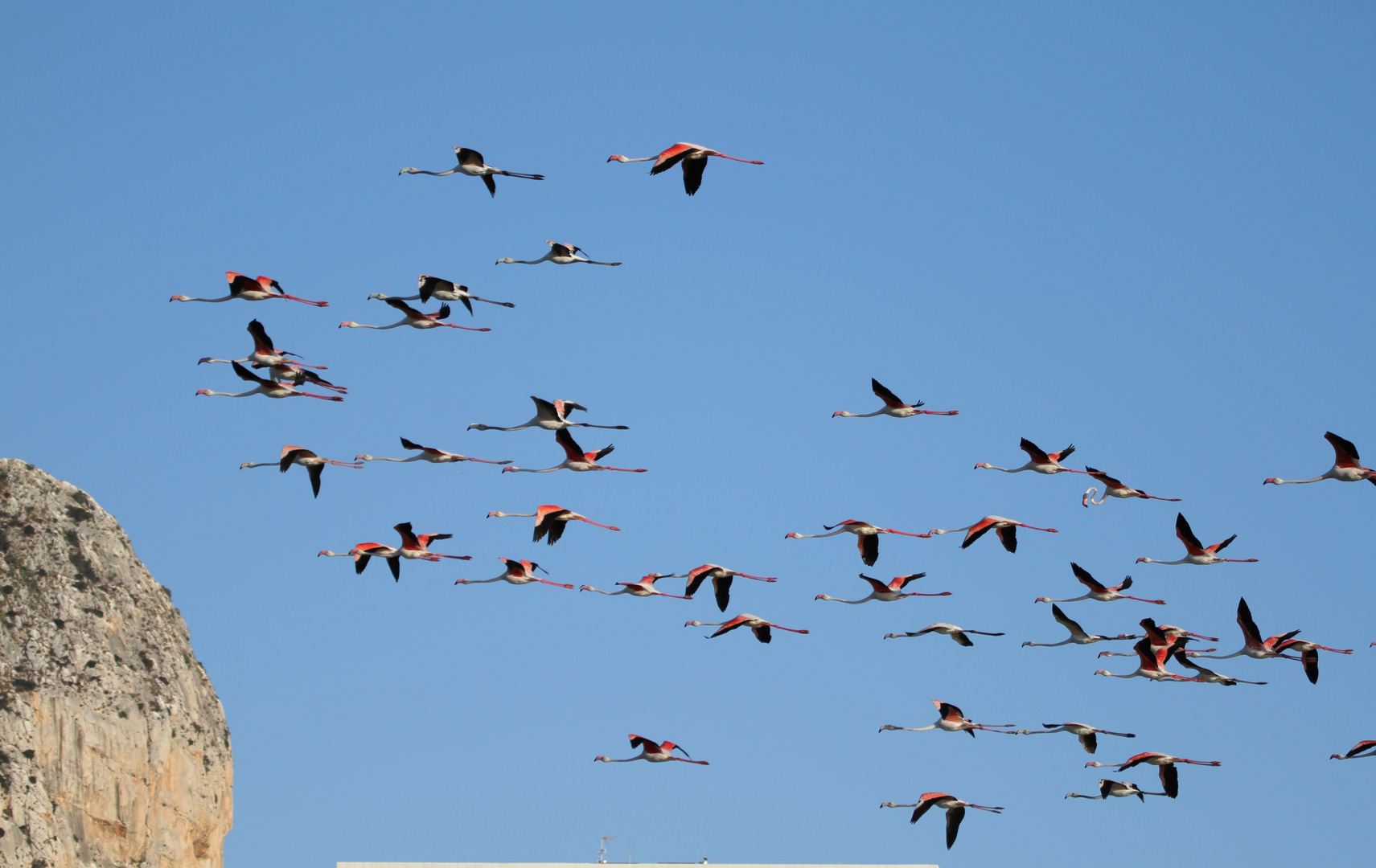 Flamingos en route