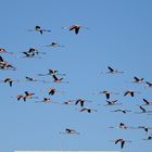 Flamingos en route