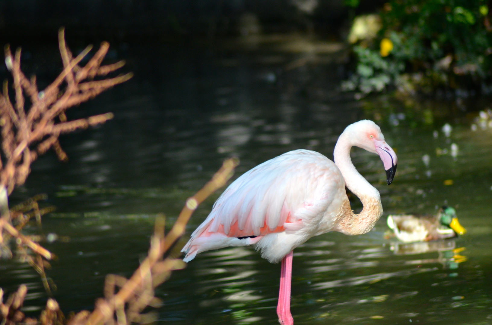 Flamingos