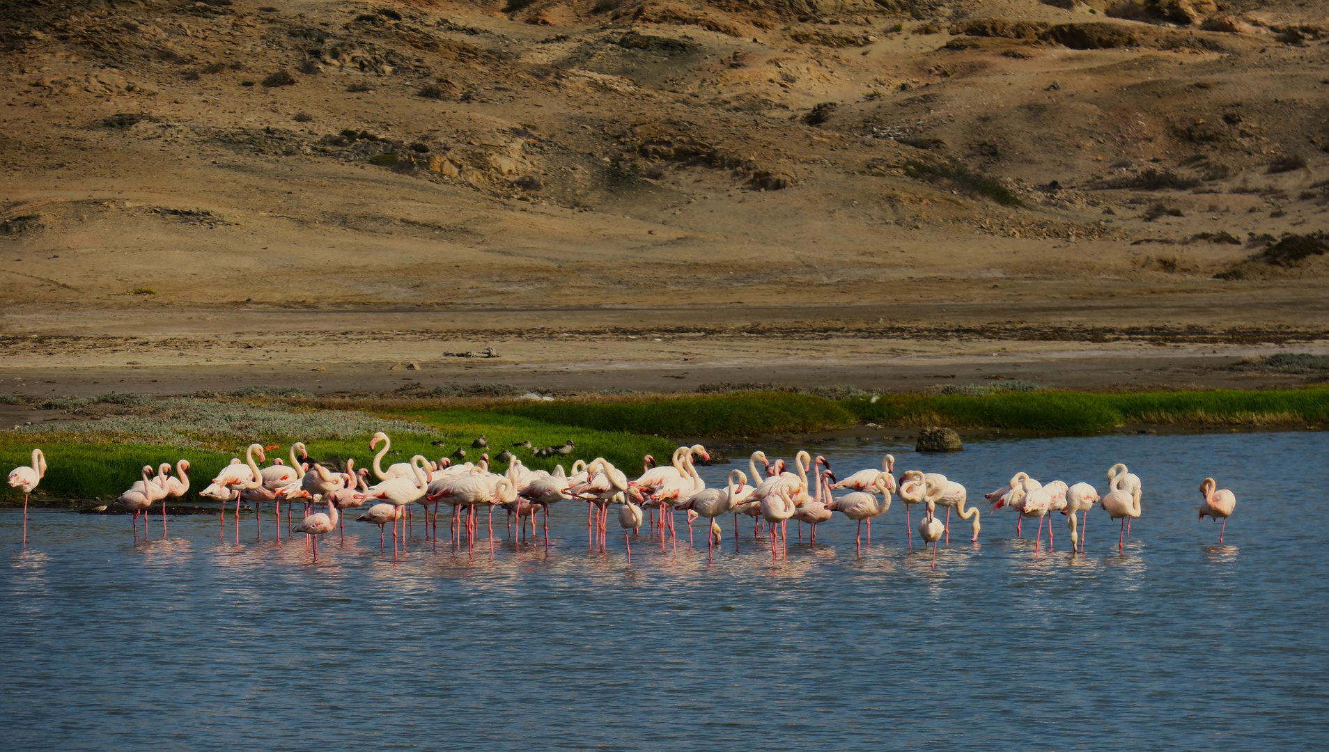 Flamingos