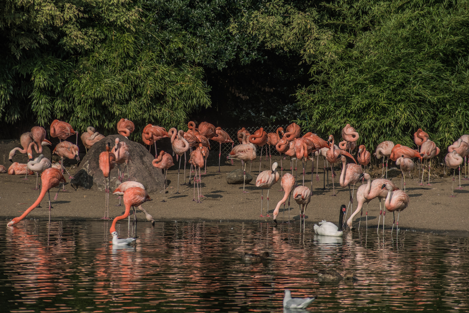 Flamingos