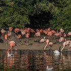 Flamingos