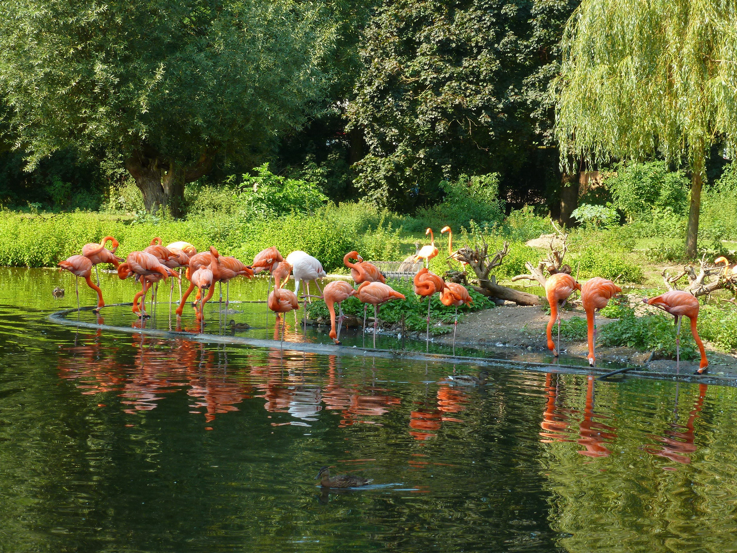 Flamingos