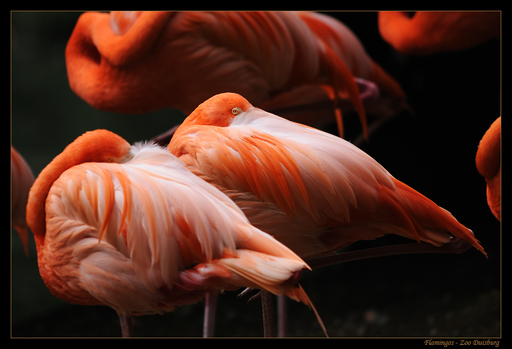 Flamingos