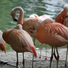 Flamingos