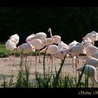 Flamingos