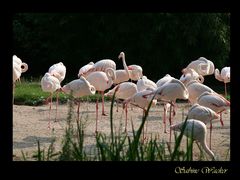 Flamingos