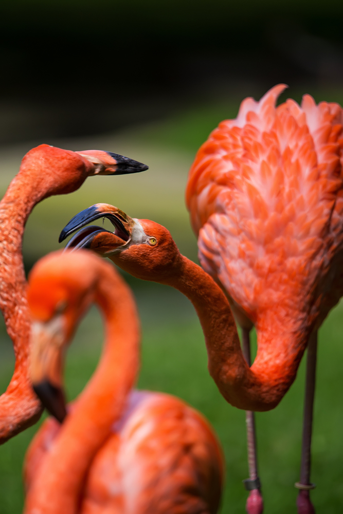 Flamingos