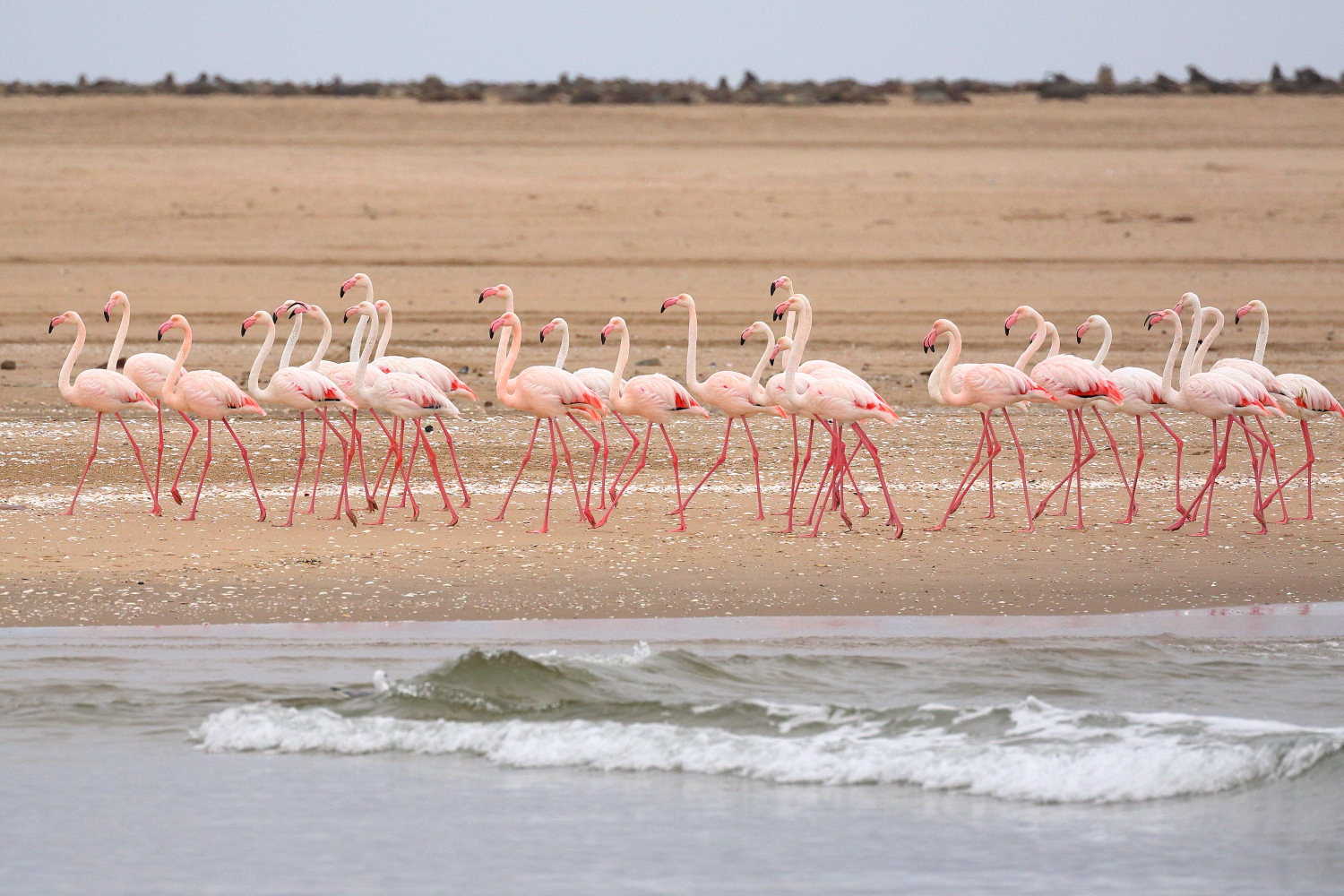 Flamingos