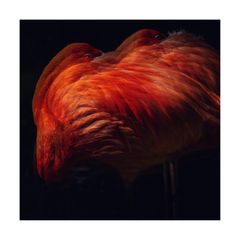 Flamingos