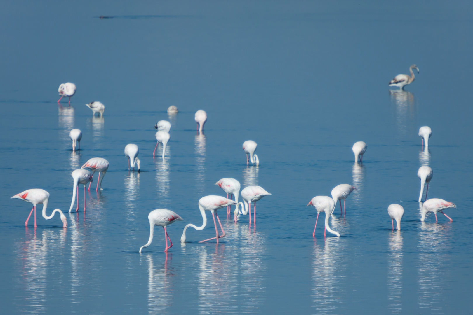 Flamingos