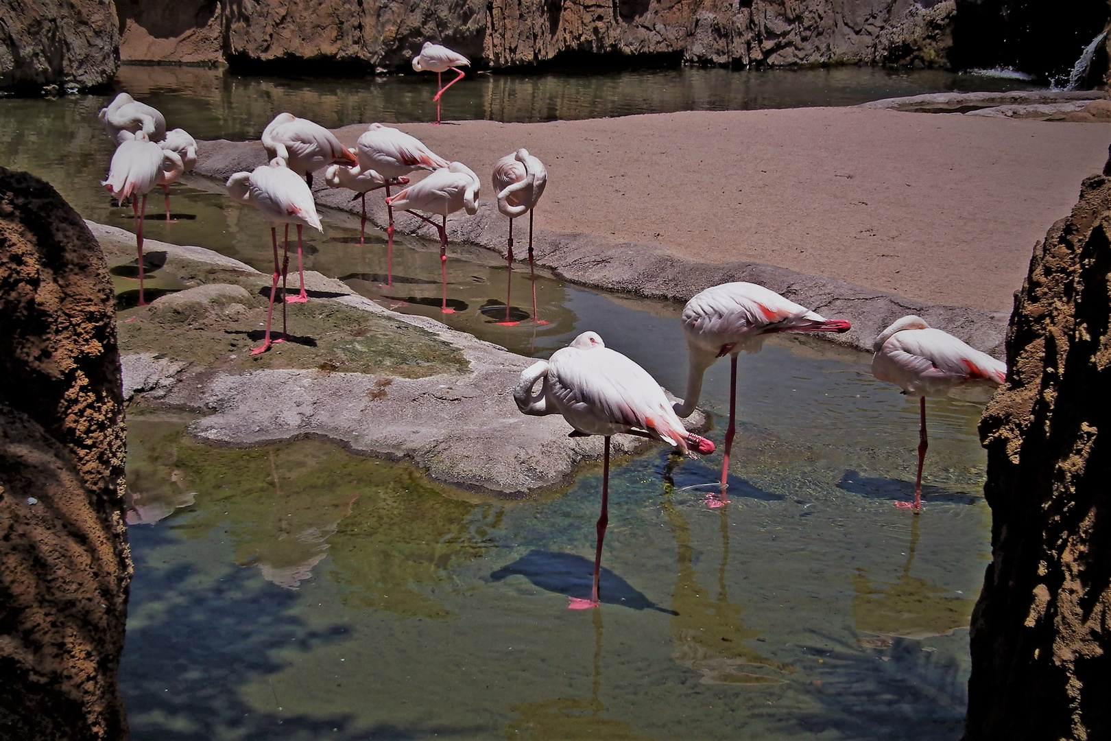 Flamingos