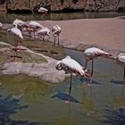 Flamingos