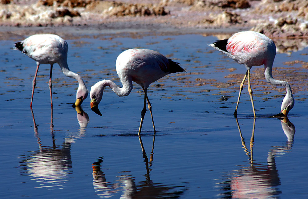 Flamingos