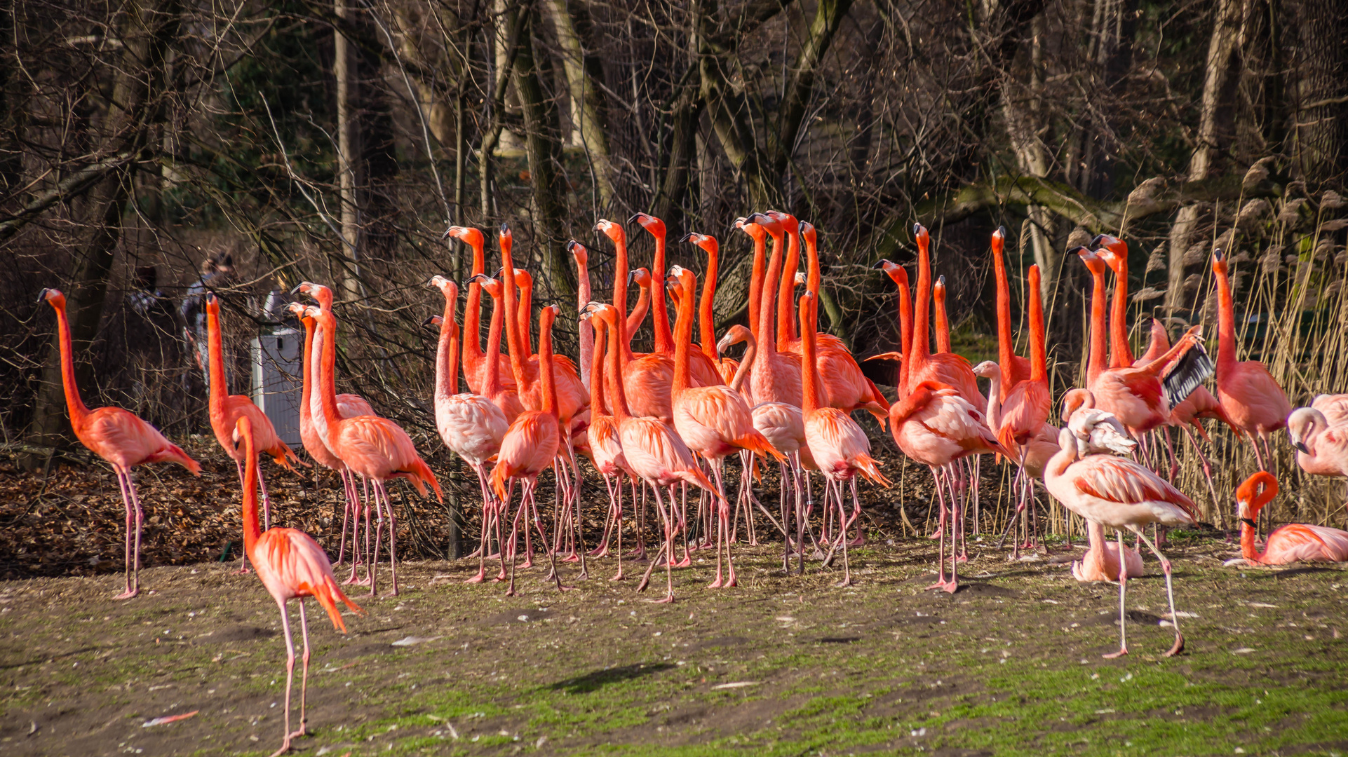 Flamingos