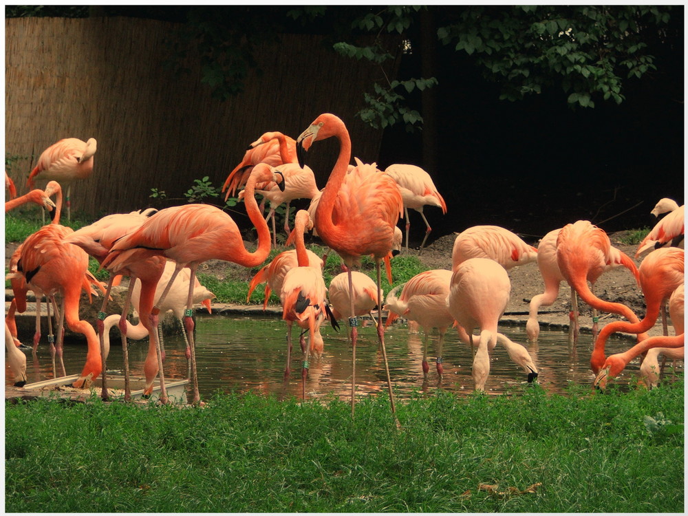 flamingos