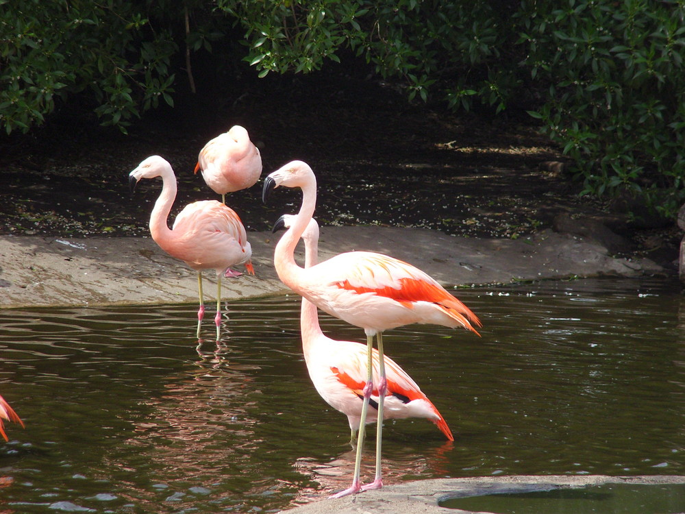 flamingos