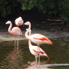 flamingos