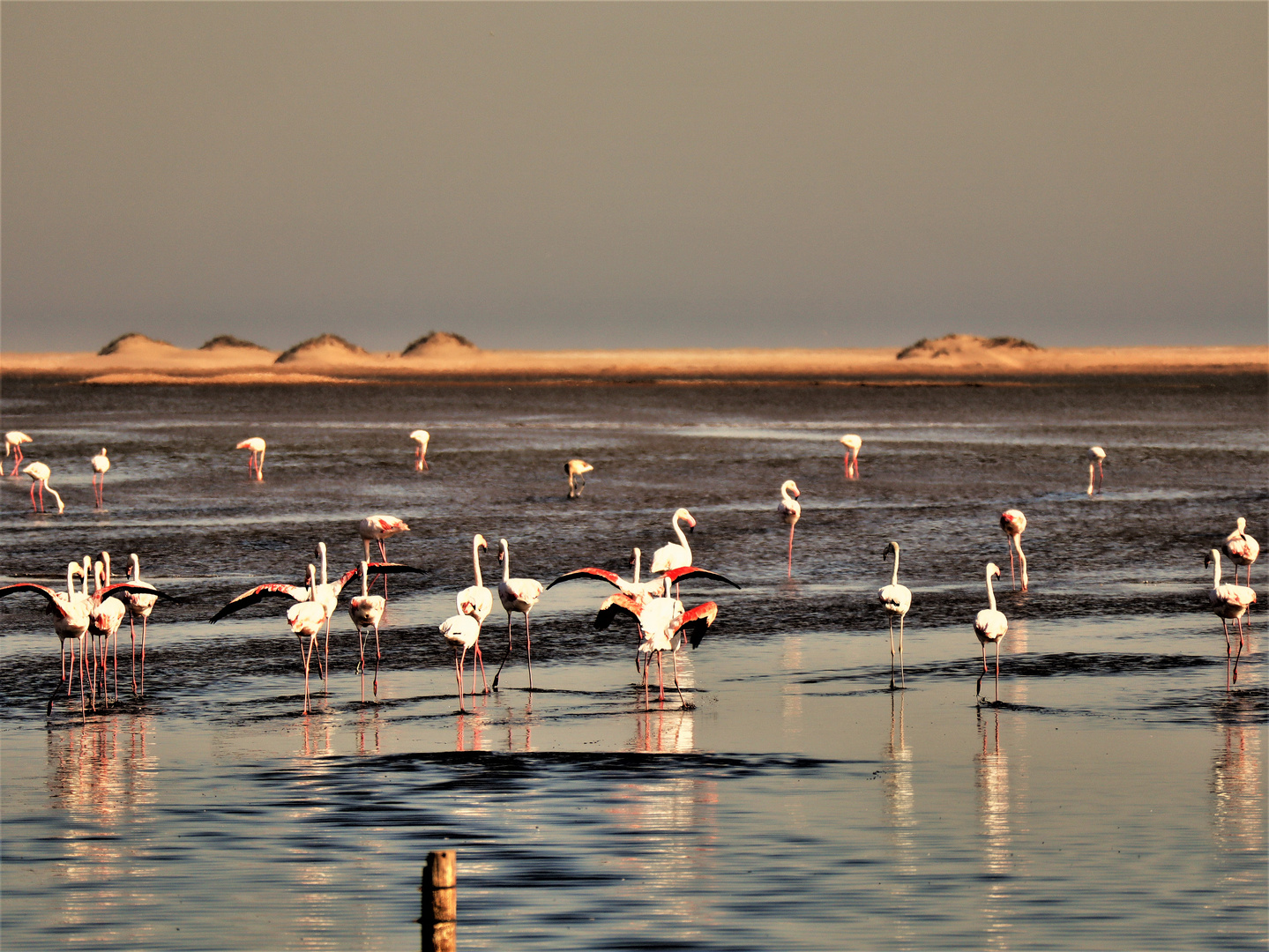 Flamingos..