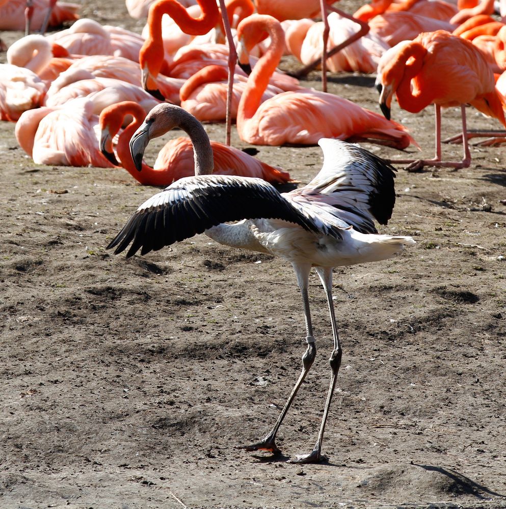 Flamingos