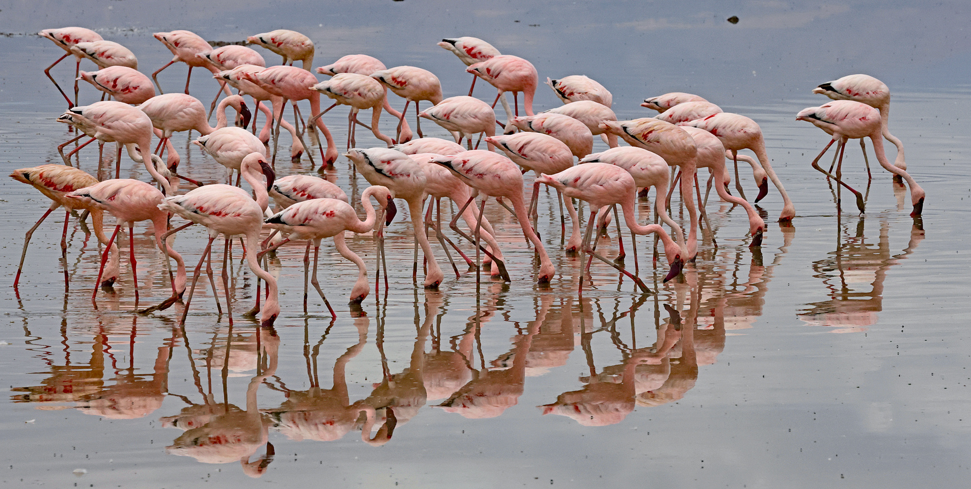 Flamingos feeding