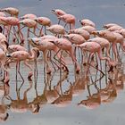 Flamingos feeding