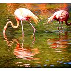 Flamingos