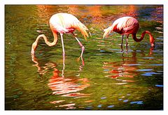 Flamingos