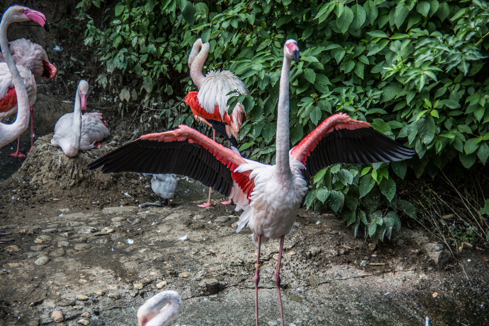 Flamingos