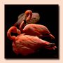 Flamingos von Uwe-Günther 