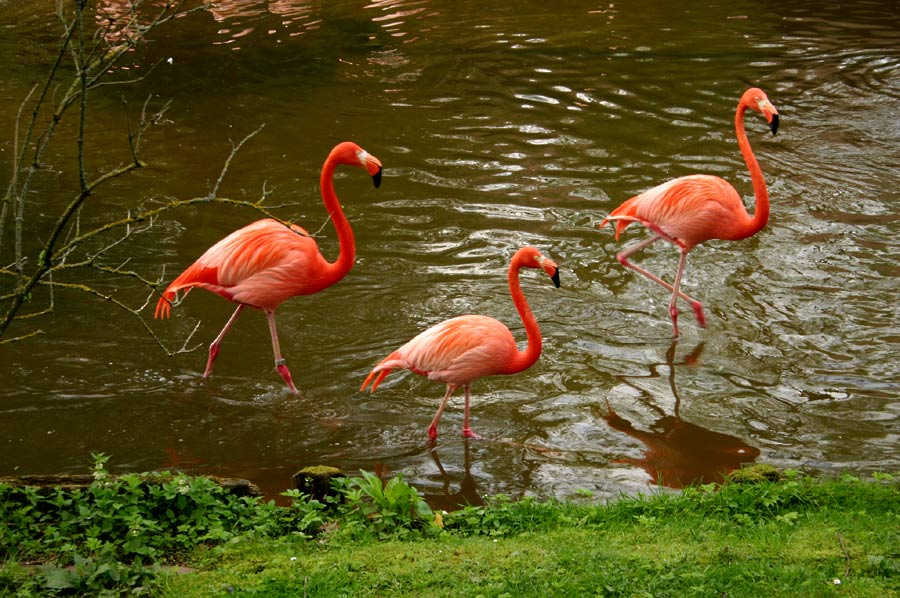 Flamingos flanieren...