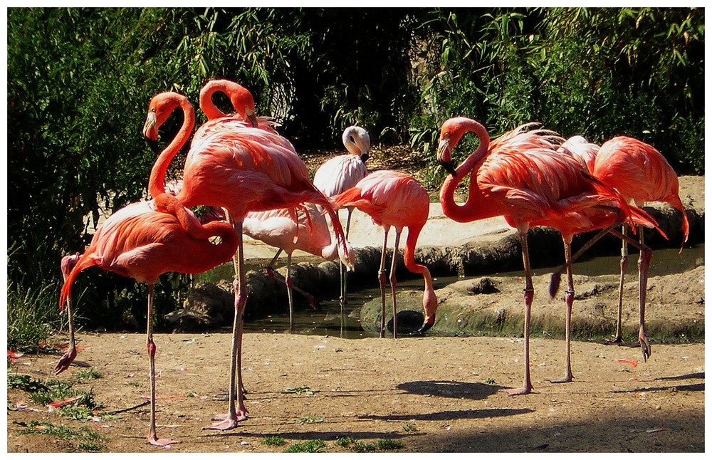 flamingos. frankfurter zoo. 2006