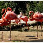 flamingos. frankfurter zoo. 2006