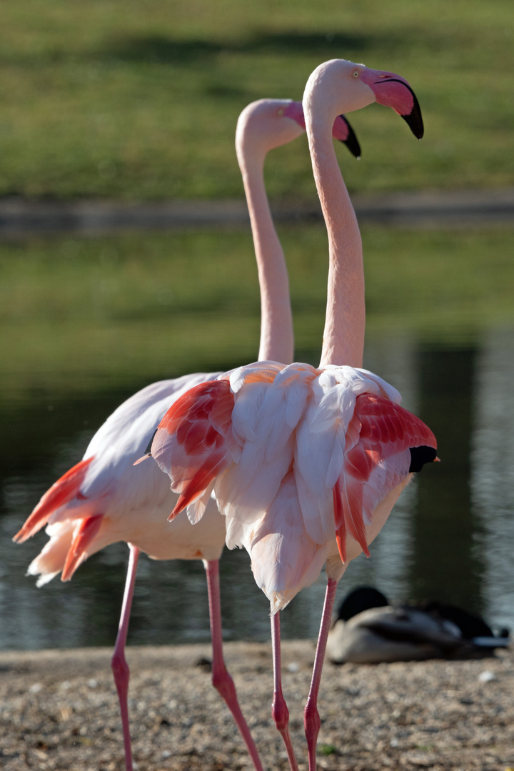 Flamingos - Frühling im Killesbergpark