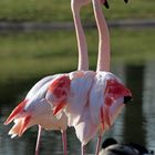 Flamingos - Frühling im Killesbergpark